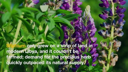 11 Extinct Foods from History