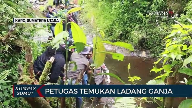 Polres Tanah Karo Temukan Ladang Ganja di Taman Hutan Raya Bukit Barisan