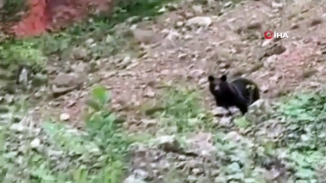 Lorsque l'ours à qui il a donné de la nourriture a eu peur et s'est enfui, il a crié « viens, viens, viens ».