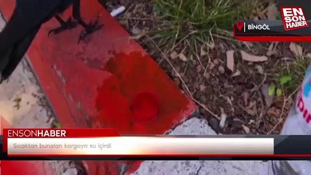 Sıcaktan bunalan kargaya su içirdi