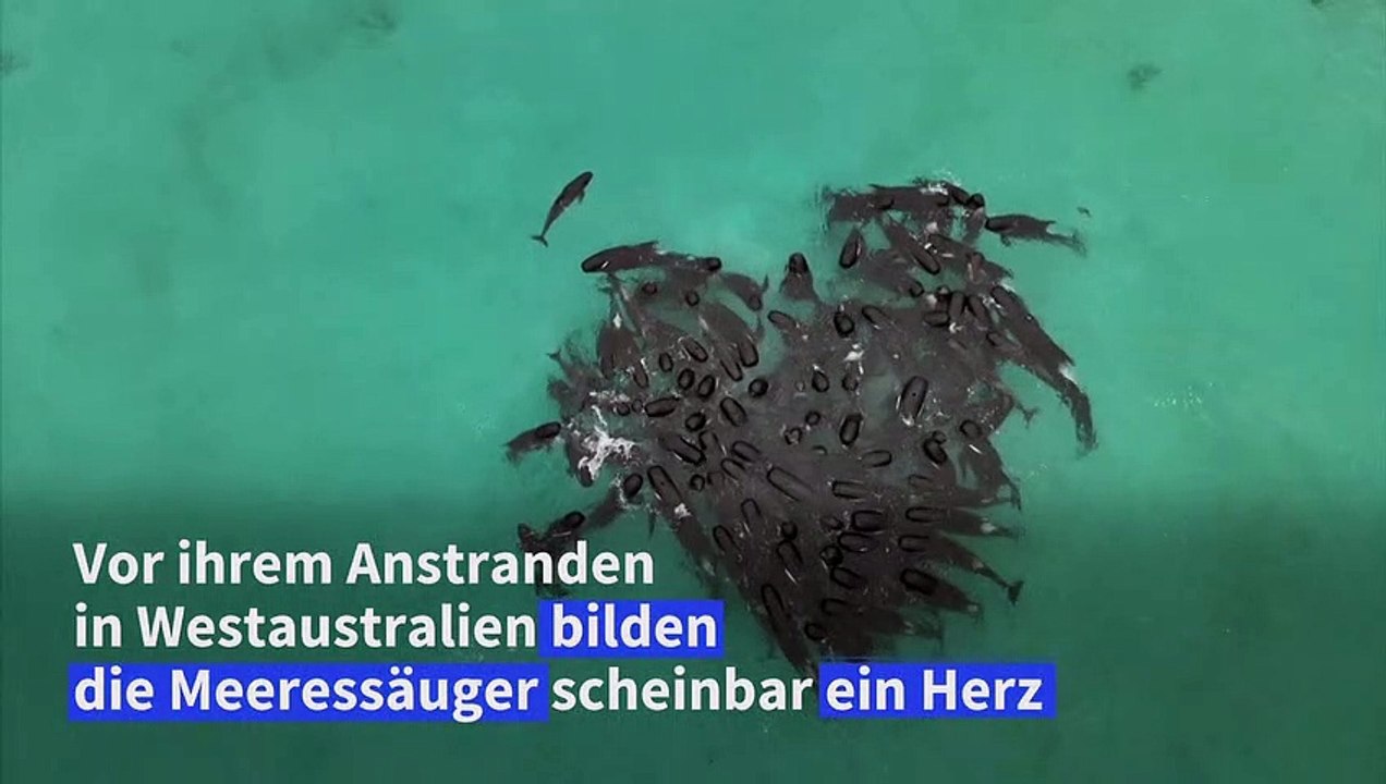 Grindwale bildeten vor ihrem verenden ein herz