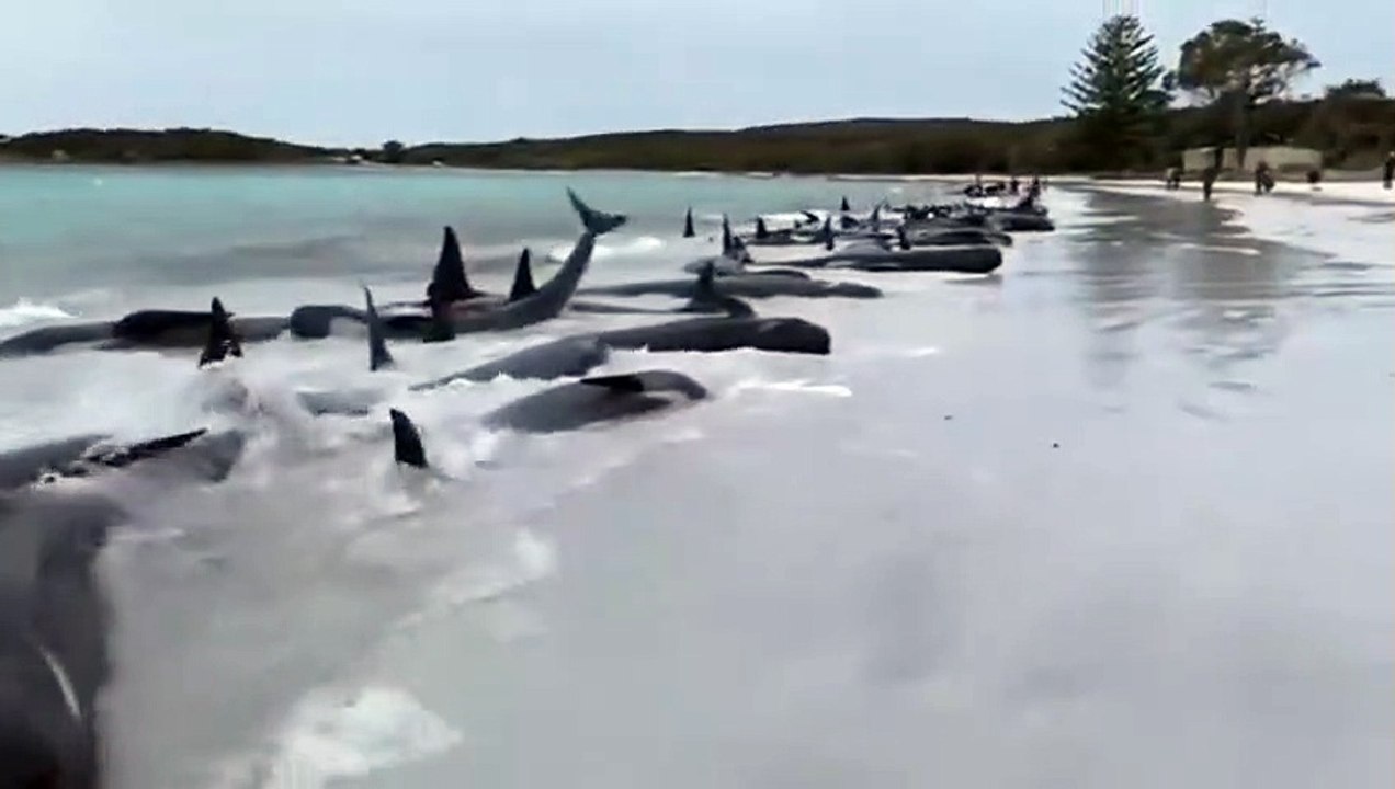 Mueren las 97 ballenas pilotos varadas en el oeste de Australia
