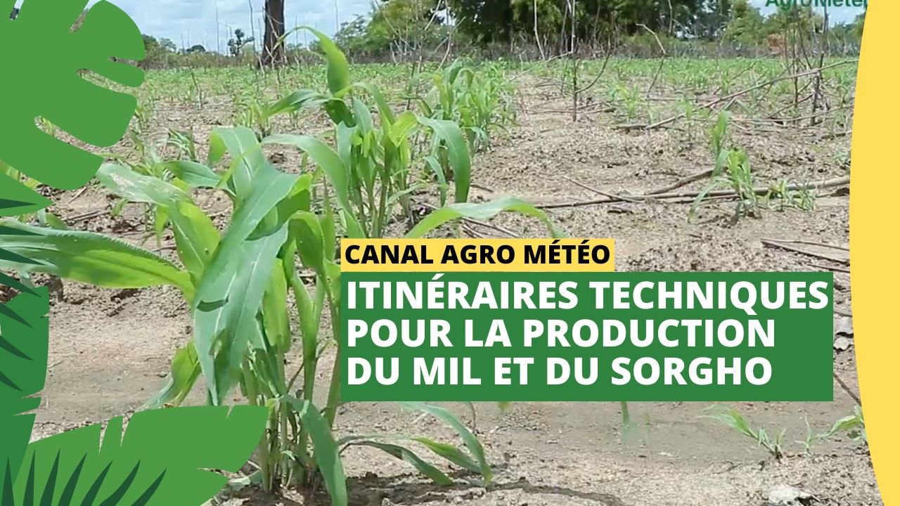 Canal Agro Météo :  Itinéraires techniques pour la production du mil et sorgho
