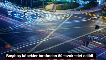 Başıboş köpekler tarafından 50 tavuk telef edildi