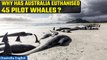 Australia Pilot Whales' Beaching: 45 pilot whales euthanised after re-stranding at Cheynes beach