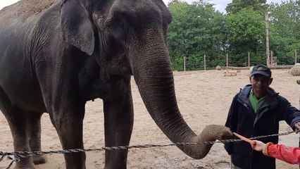 C'est l'heure du lunch pour les éléphants de Pairi Daiza