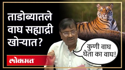 विदर्भातले वाघ सह्याद्री खोऱ्यात सोडणार? काय म्हणाले मुनगंटीवार