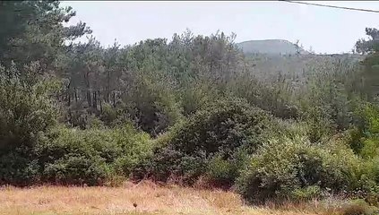 Akbelen'de her yerden hızar sesleri yükseliyor: 'Ormanın çığlığına kulak verin'