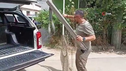 Evin mutfağındaki maymun böyle yakalandı