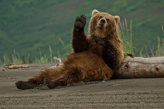 Los Osos Que 'Bailan' Con Árboles Tienen Más Crías