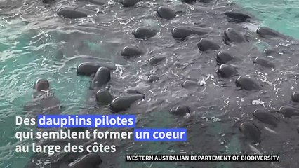 Australie : 51 dauphins pilotes morts après s'être échoués