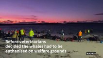 Pilot whales form heart shape before mass stranding in Australia