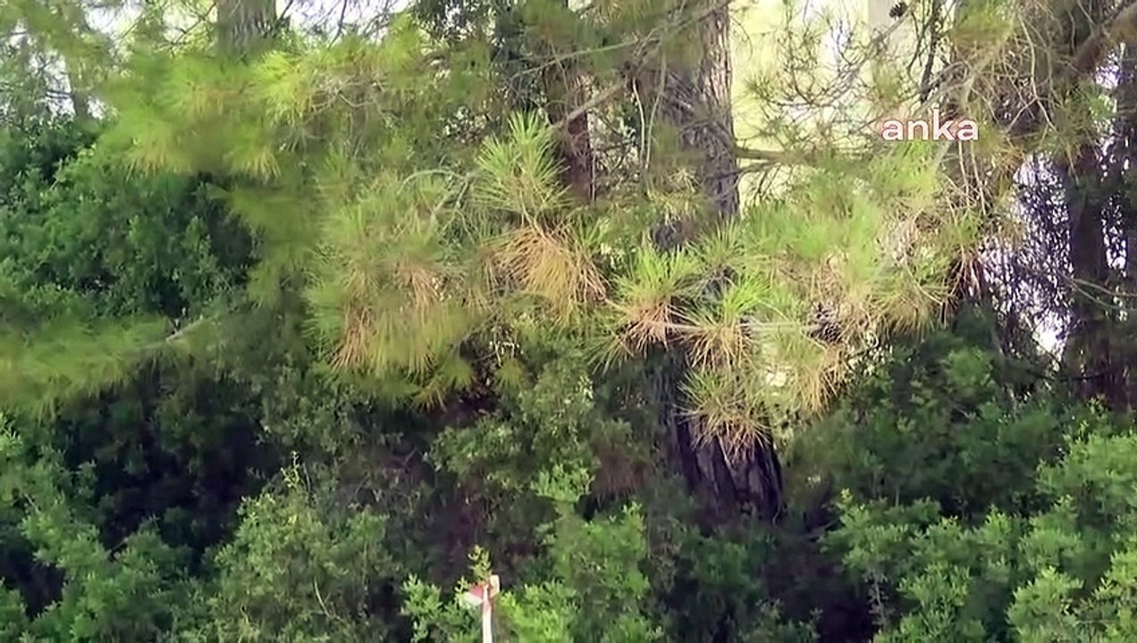 Un protocole de 6 millions 100 mille lires est apparu entre Yk Energy, qui coupe des arbres à Akbelen, et la Direction générale des forêts.