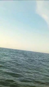 Avistada (mais uma) baleia-comum perto de Lisboa. Teria uns 18 metros