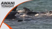 AWANI Tonight: Entire pod of 97 pilot whales dies in Australia beaching