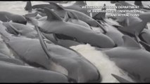 Un intero branco di 97 balene pilota muore spiaggiato in Australia