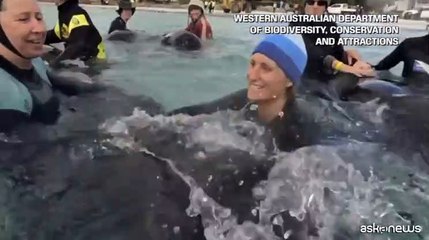 Un intero branco di 97 balene pilota muore spiaggiato in Australia
