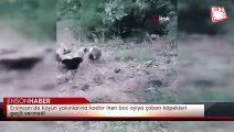 Erzincan’da köyün yakınlarına kadar inen boz ayıya çoban köpekleri geçit vermedi