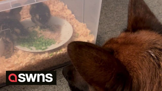 German Shepherd becomes daddy to group of abandoned ducklings