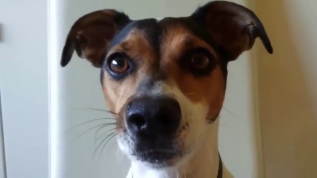 Top 10 Hilarious Dog Barking Videos: Barks, Howls, and Laughter!