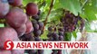 Vietnam News | Enjoy a pleasant grape picking time in Hanoi