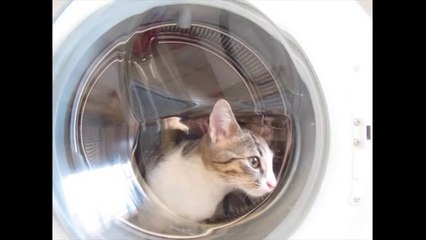 Frimousse - 1. ciné-chaton