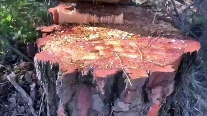 Ağaç katliamı kameralarımıza böyle yansıdı: İşte Akbelen'in son hali