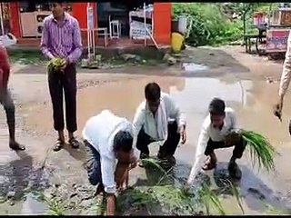 क्षतिग्रस्त सड़क को लेकर व्यापारियों का अनूठा विरोध, लगाई धान की पौध-video