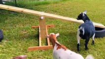 Playful goats have a field day playing on their amazing new Seesaw