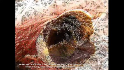 Peziza michelii. Champimaginatis. English Text