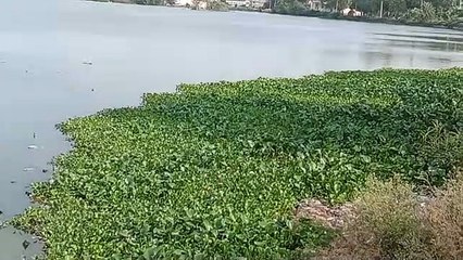 बिडचली तालाब में दस साल बाद फिर चलेगी नाव, शहरवासी उठा सकेंगे लुत्फ