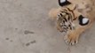 The tiger cub playing with the  kitten