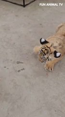 The tiger cub playing with the  kitten