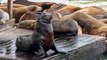 Graban instante en que leones marinos defienden su territorio y espantan a turistas en famosa playa de California