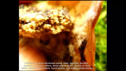 Peziza varia. Champimaginatis. English Text