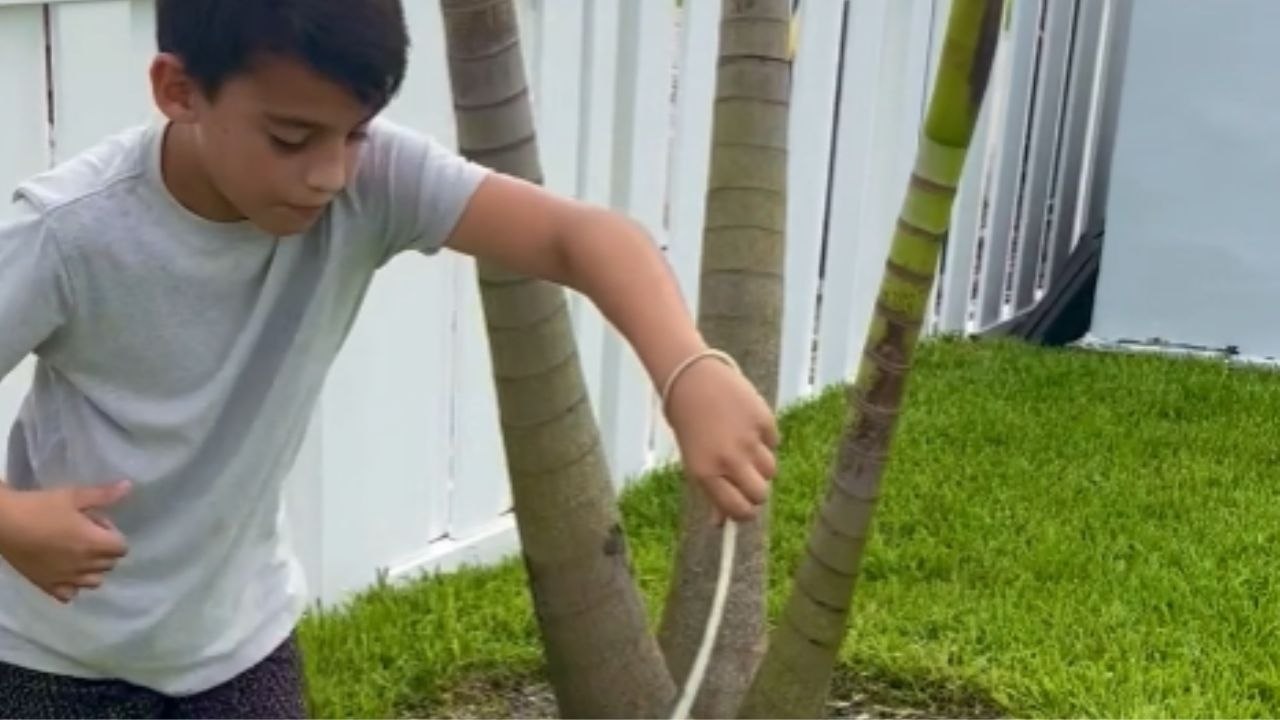 Fearless 9 y/o Snake Charmer catches an anxious black racer in a gentle manner