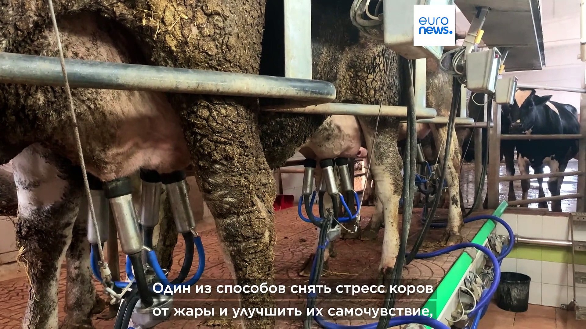 ⁣Италия: коровы страдают от жары и дают меньше молока