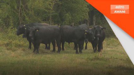 Indonesia henti import lembu Australia dijangkiti LSD