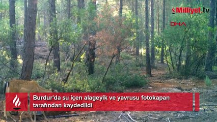 Su içen alageyik ve yavrusu fotokapan tarafından kaydedildi
