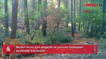 Su içen alageyik ve yavrusu fotokapan tarafından kaydedildi