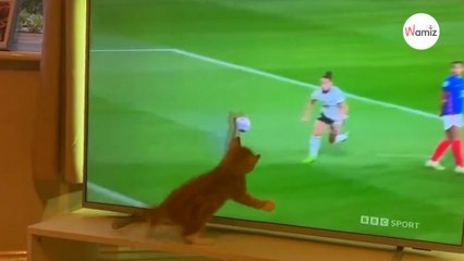 Cat's reaction to football match on TV cracks up the entire internet (VIDEO)