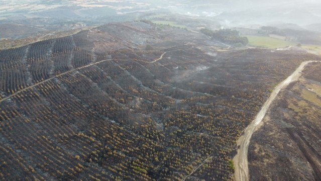 Çanakkale'deki orman yangınında 2 bin 500 hektar alan zarar gördü