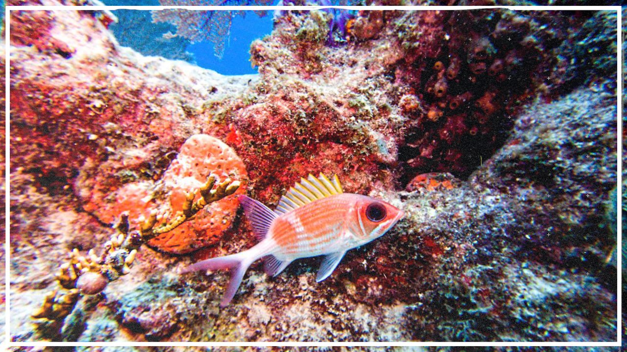 Badewannen-Temperatur vor Florida lässt Korallenriffe sterben