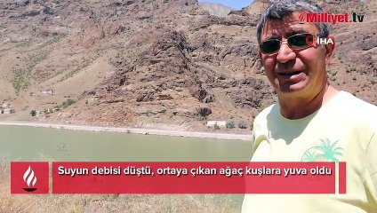 Suyun debisi düştü, ortaya çıkan ağaç kuşlara yuva oldu