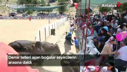 Demir telleri aşan boğalar seyircilerin arasına daldı