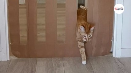 Watch: Owner proves that cats are basically liquid with hilarious obstacle course