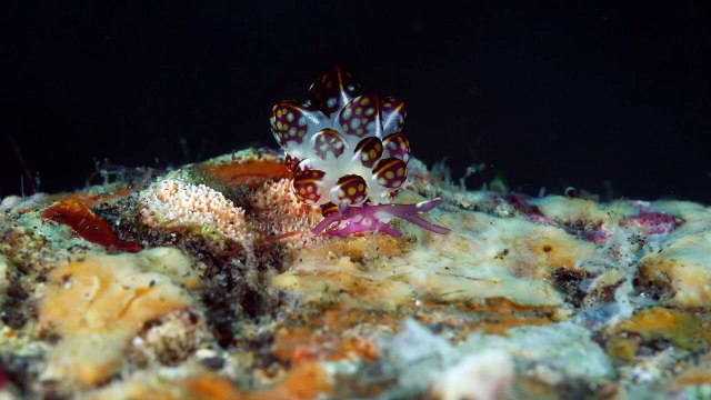 Limace de mer marchant sur le récif