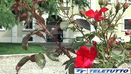 Video News - CULTURA SENZA CONFINI