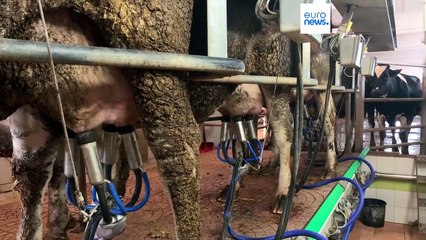 Italie : adaptation à la chaleur dans une ferme près de Rome