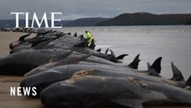 Unable to Rescue Them, Australian Authorities Euthanized 45 Pilot Whales Stranded on a Beach
